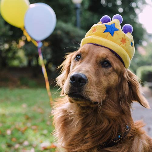 P.L.A.Y. Gold Crown Dog Toy