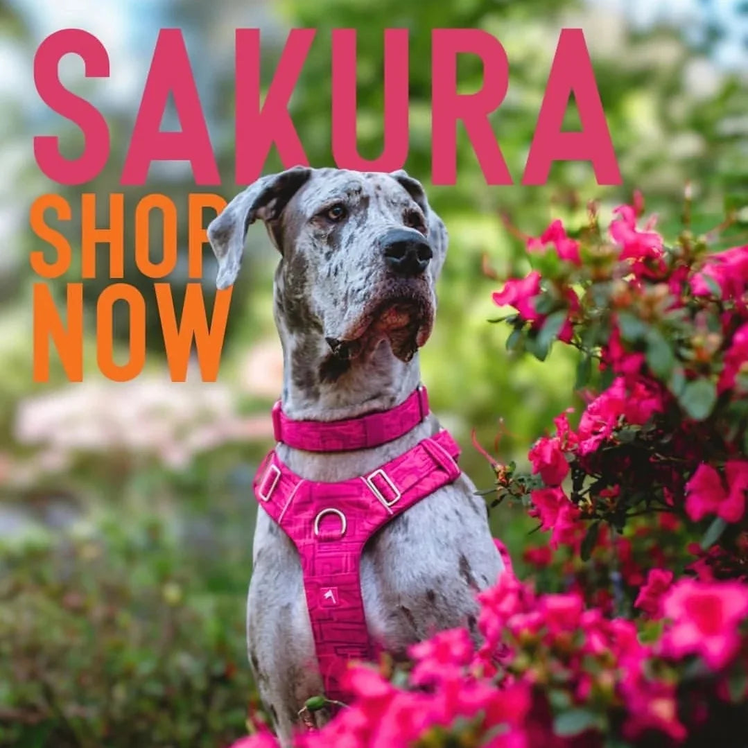 Twiggy Tags Adventure 2.0 Harness in Sakura Pink