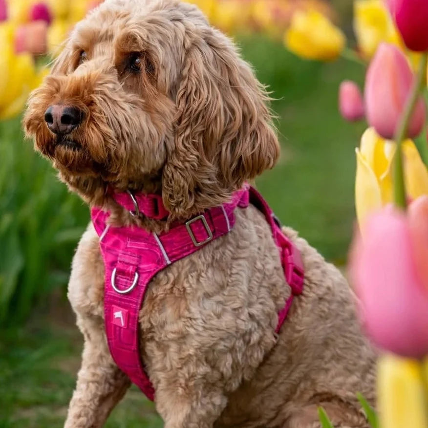 Twiggy Tags Adventure 2.0 Harness in Sakura Pink