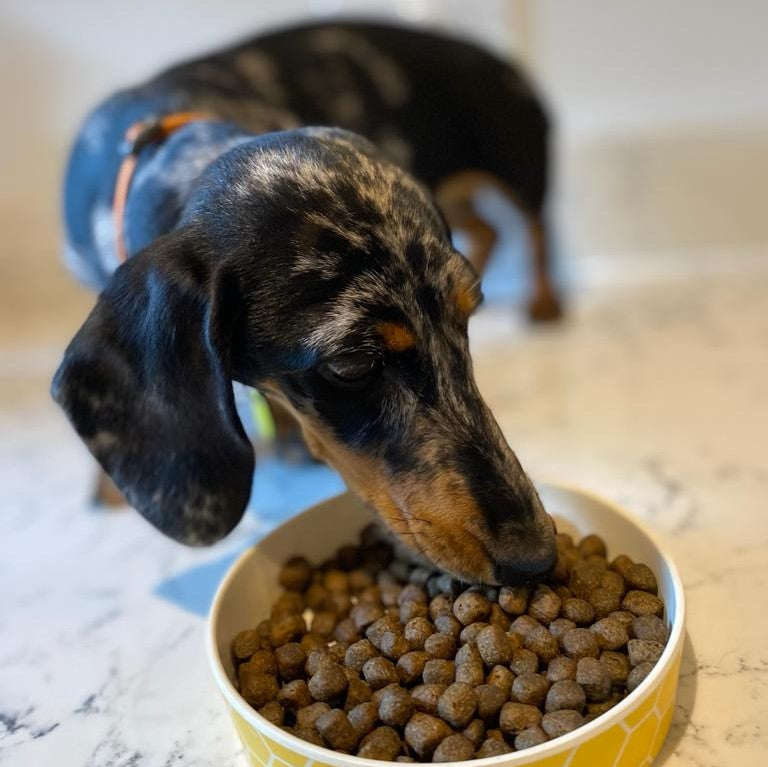 DOGFOOD Sample Bag for Puppies