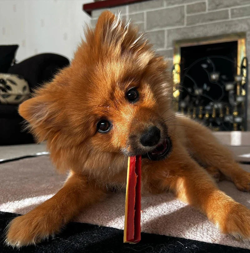 W'Zis The Fang Dental Chew Pouch