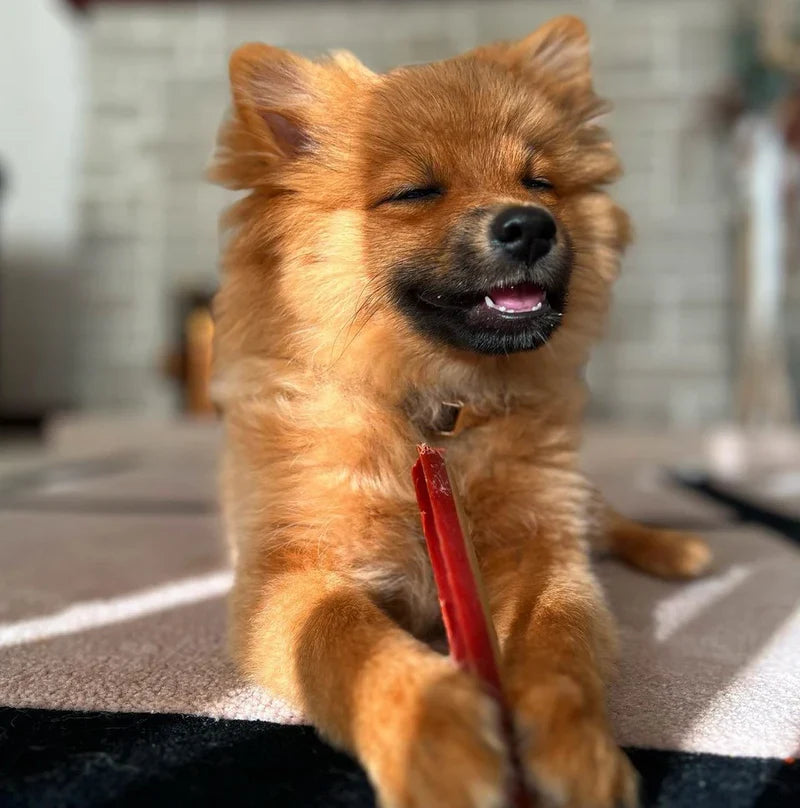 W'Zis The Fang Dental Chew Pouch